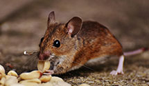 Find Exterminators in Kern County